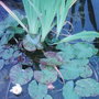 Water lily (Backyardia pondus)