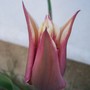 Tulip
