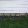 Tulips in a row