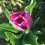 A garden flower photo