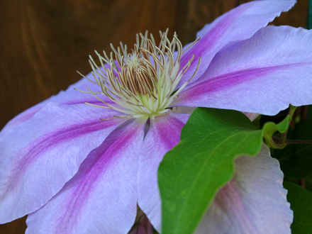 _TEXAS_024.CLEMATIS