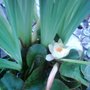 Nuphar lutea