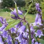 That strange frilly Bluebell again! (Hyacinthoides non-scripta (Bluebell))