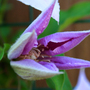_TEXAS_026.CLEMATIS