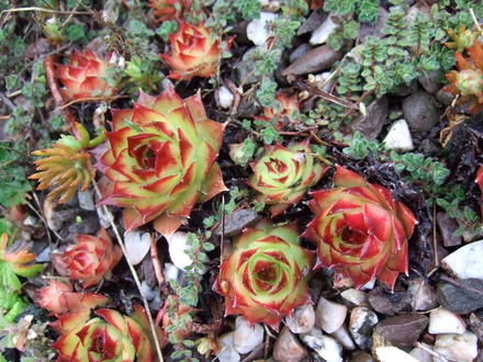Sempervivum (Sempervivum)