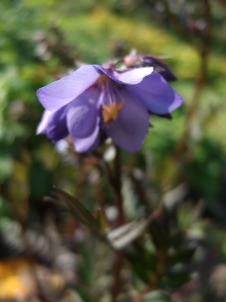 Polemonium 'Bressingham Purple' (Polemonium 'Bressingham Purple')