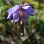 Polemonium__bressingham_purple__flower