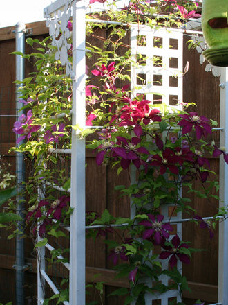 _TEXAS_028.CLEMATIS
