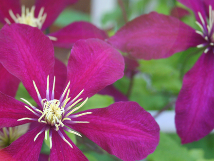 _TEXAS_029.CLEMATIS
