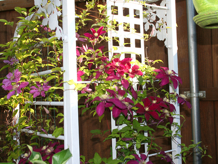_TEXAS_030.CLEMATIS