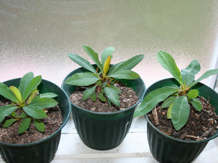 _TEXAS_031.EUPHORBIA MILLII