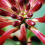 Honeysuckle_close_up
