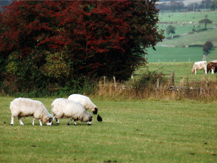 Sheep and Cattle