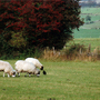 Sheep and Cattle