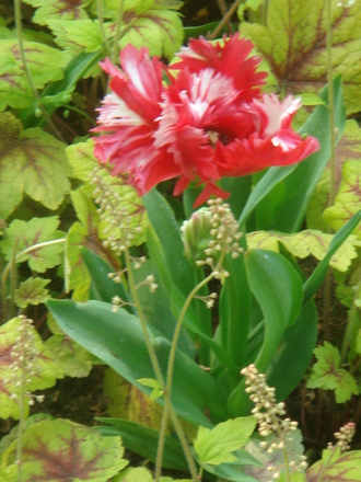Tulip & Heucherella - April 2007 (Heucherella)