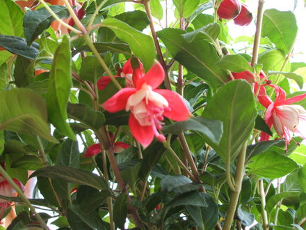 Hardy Fuchsia - Assorted