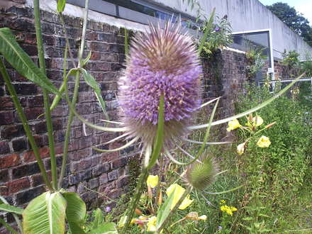 Thistle