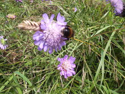  Busy Bee