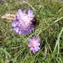  Busy Bee