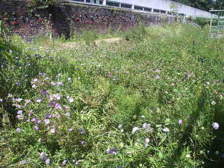 National Wild Flower Centre