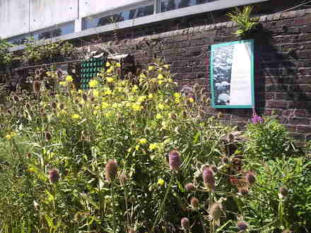Wild Flowers