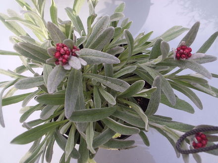 Helichrysum 