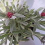 Helichrysum "Ruby Cluster".
