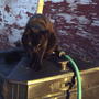 2008-04-20_blackie_visiting