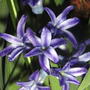 Hyacinth (Hyacinthus orientalis.)