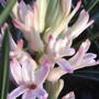 Hyacinth (Hyacinthus orientalis)