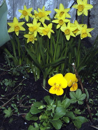 Mini daffs & new violas (Viola)