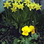 2008-04-20_violas___mini_daffs