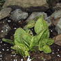 Sorrel (Rumex acetosa (Acedera))