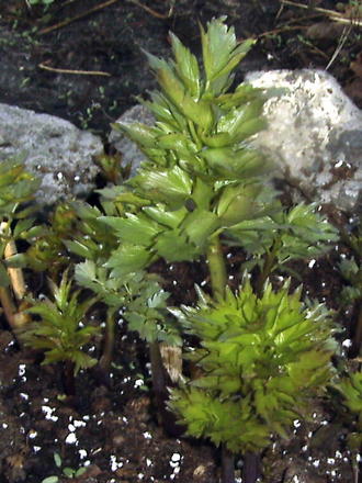 Lovage (Levisticum officinale (Ache des montagnes))