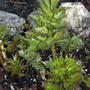 Levisticum officinale
