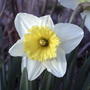 2008-04-20_a_jonquil