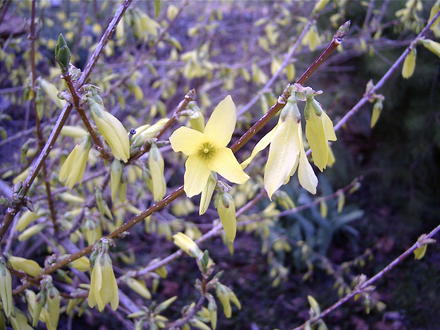 Forsythia (Forsythia)