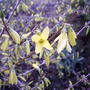 Forsythia (Forsythia)
