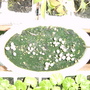 Aquilegia_seedlings