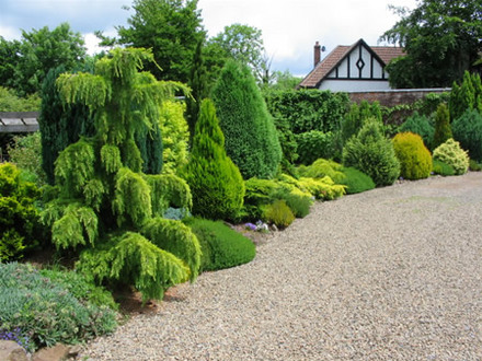 Conifer hedge update 