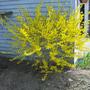 Forsythia April 2008