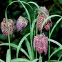 Plant portraits - In My Garden (Fritillaria meleagris (Snake's head fritillary))