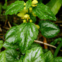 Lamium galeobdolon