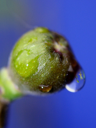 Plant Portraits - In My Garden