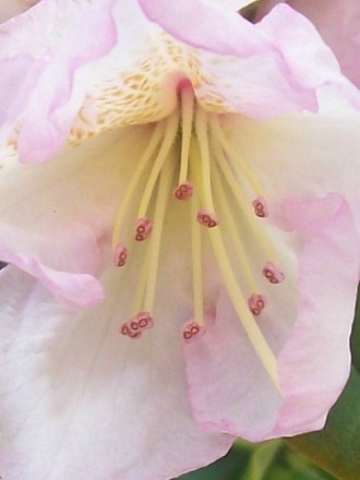 pink_rhodo3.jpg (Rhododendron)