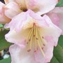 Pink_rhodo2