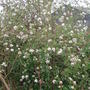 Viburnum x burkwoodii 'Park Farm Hybrid' (Viburnum x burkwoodii)