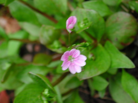 Claytonia sibirica (Claytonia sibirica)