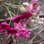 Akebia_quinata