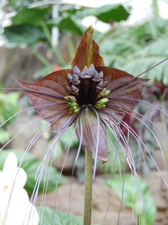 Bat Plant (Tacca chantrieri)